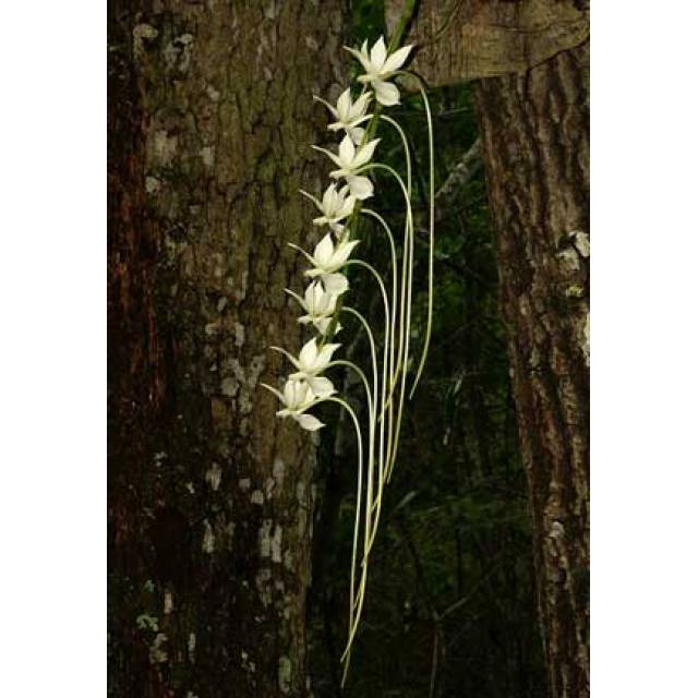 Aerangis spiculata