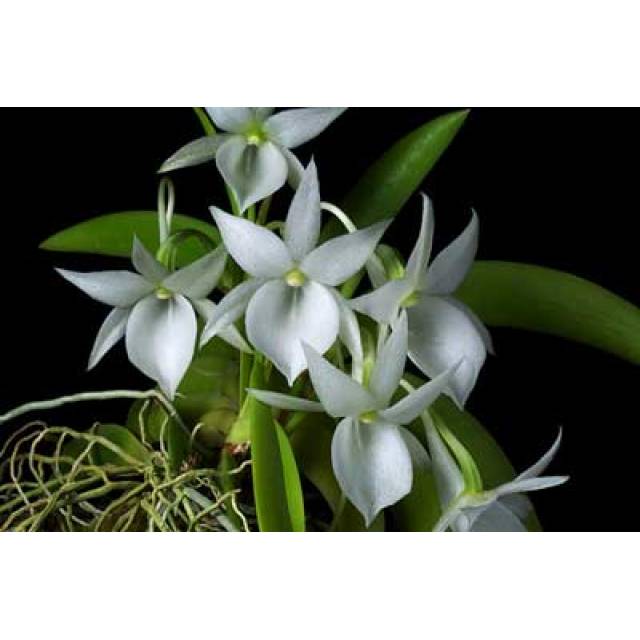 Angraecum leonis