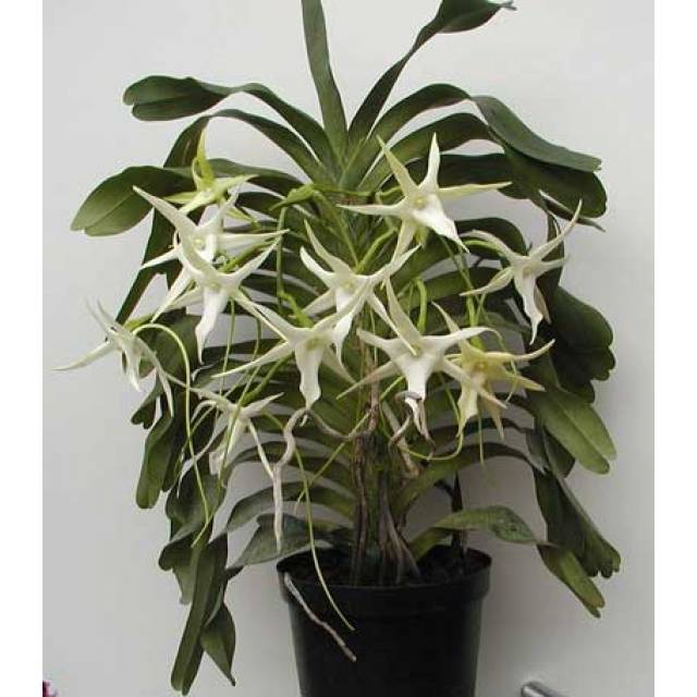 Angraecum Veitchii (eburneum x sesquipedale)