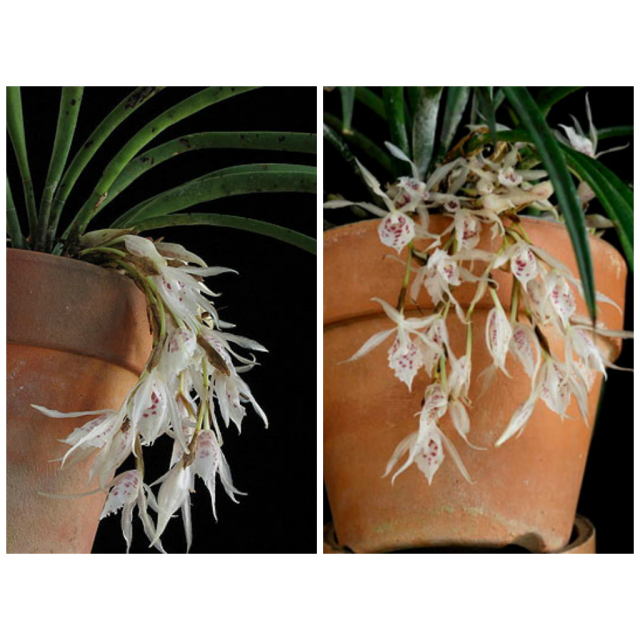 Trichopilia subulata