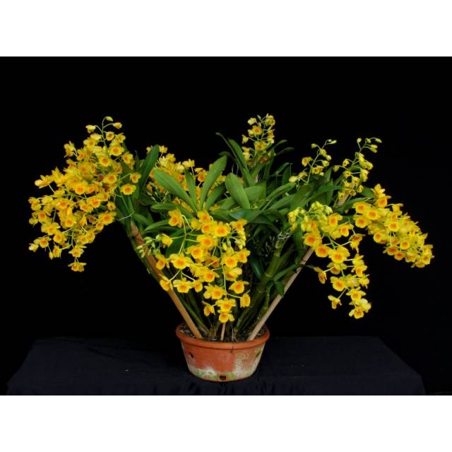 Dendrobium chrysotoxum