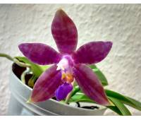 Phalaenopsis Jennifer Palermo x cornigiana