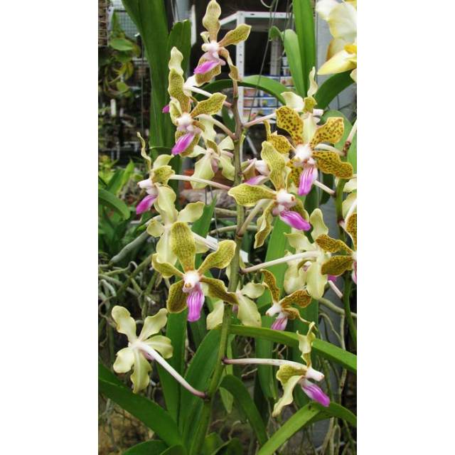 Vanda lamellata x Vanda Kultana Fragrance